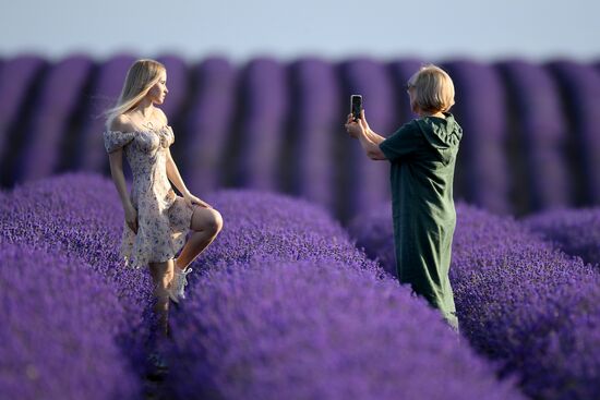 Russia Environment Lavender Fields