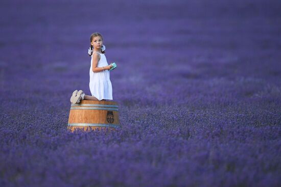 Russia Environment Lavender Fields
