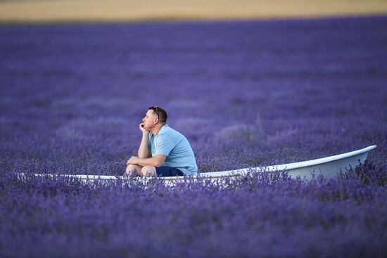 Russia Environment Lavender Fields