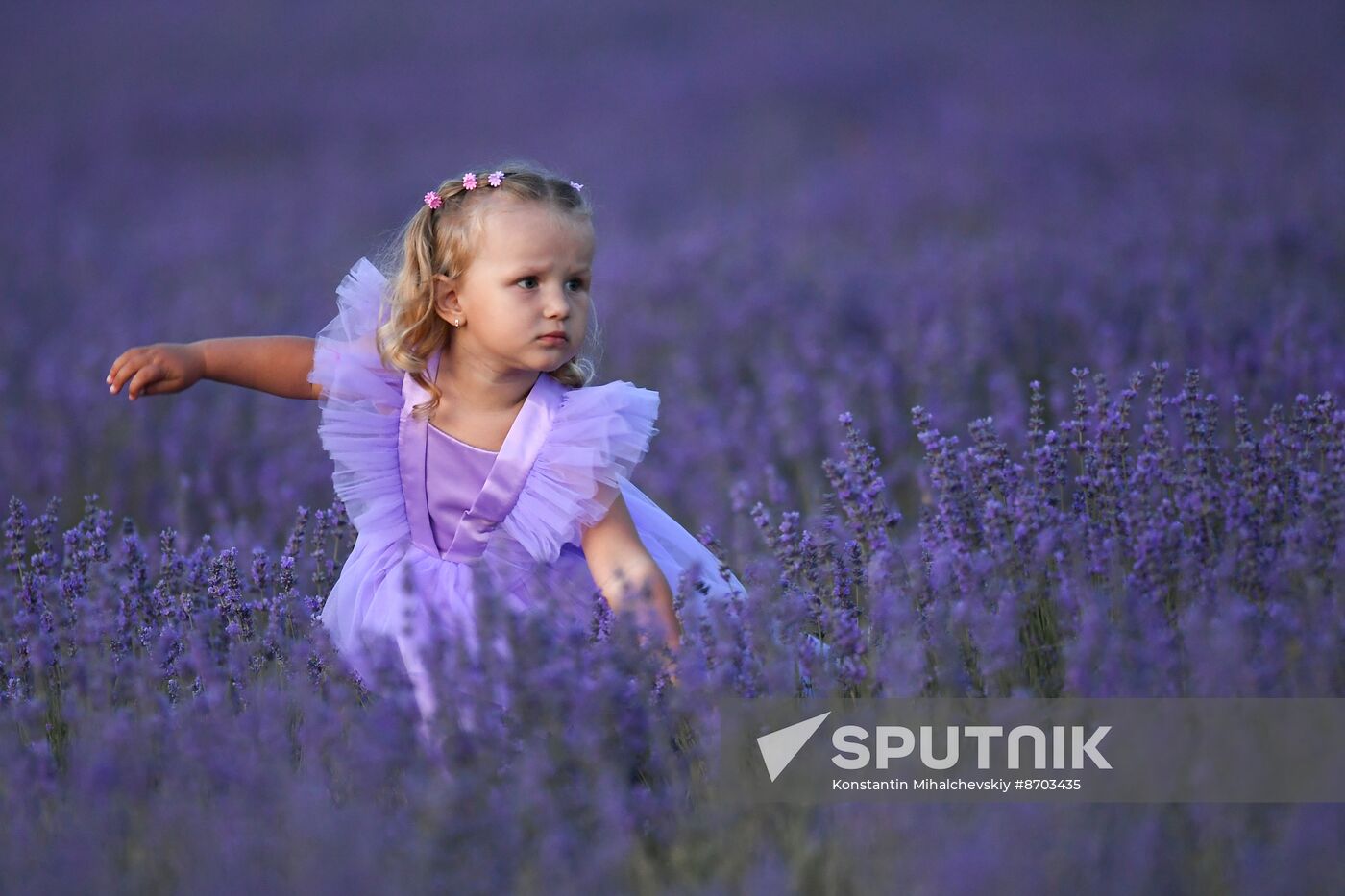 Russia Environment Lavender Fields