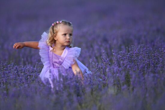 Russia Environment Lavender Fields