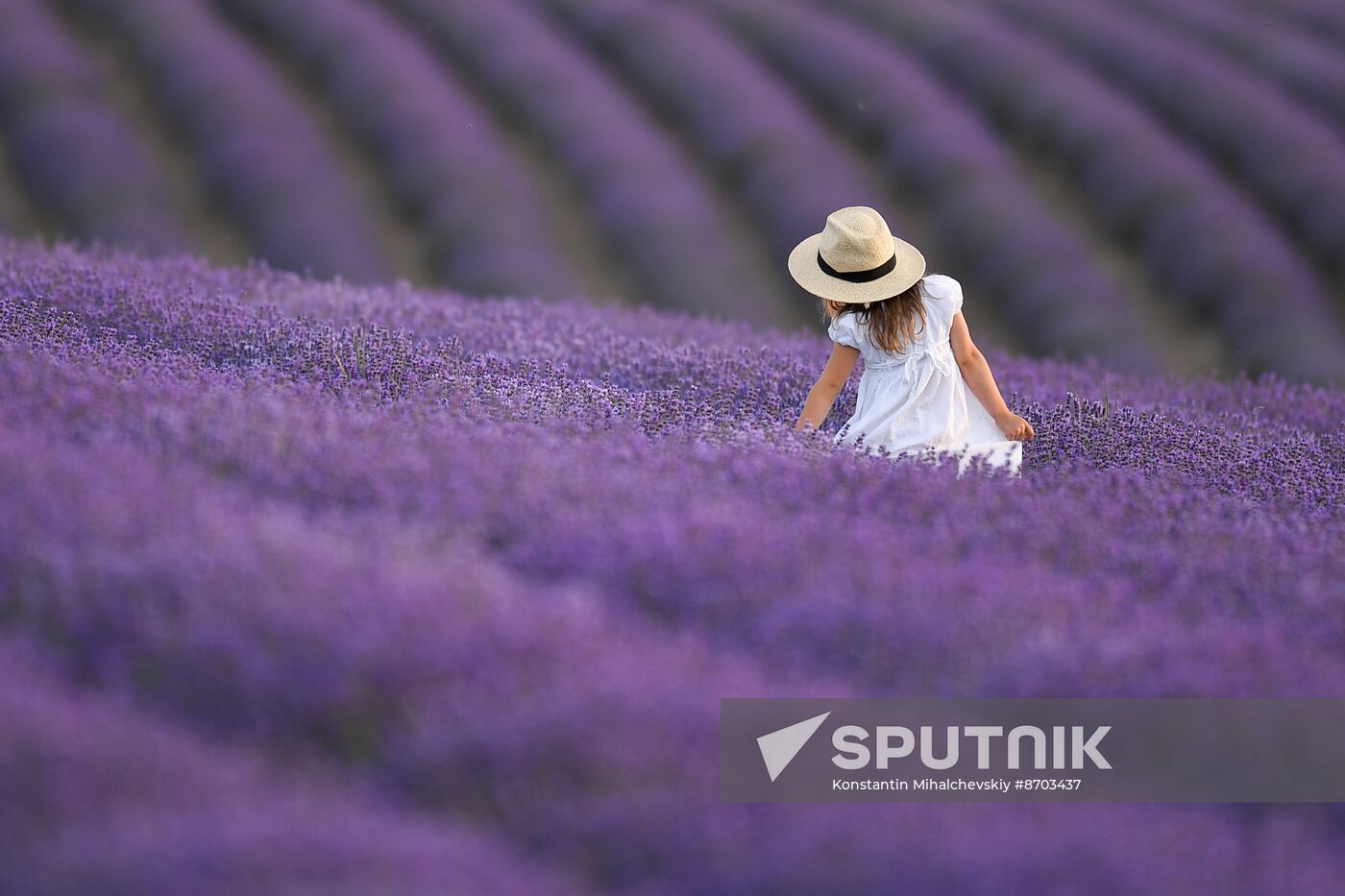 Russia Environment Lavender Fields
