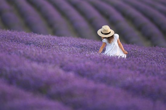 Russia Environment Lavender Fields