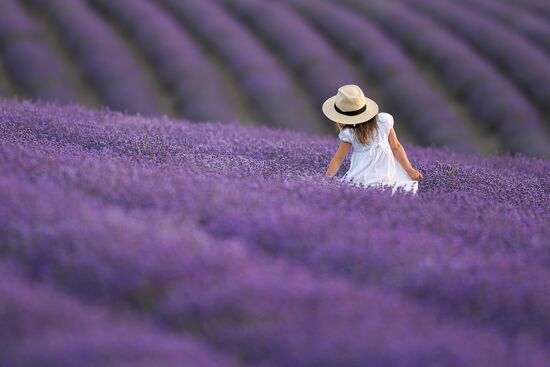 Russia Environment Lavender Fields