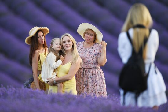 Russia Environment Lavender Fields