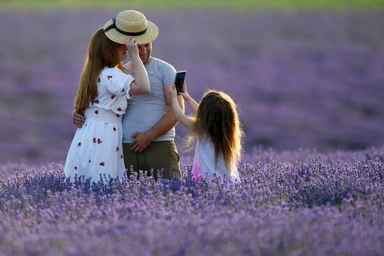 Russia Environment Lavender Fields