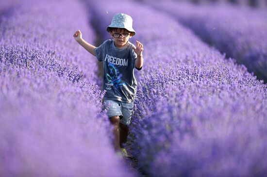 Russia Environment Lavender Fields