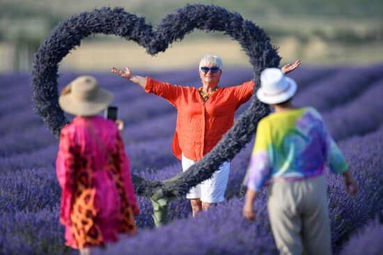 Russia Environment Lavender Fields