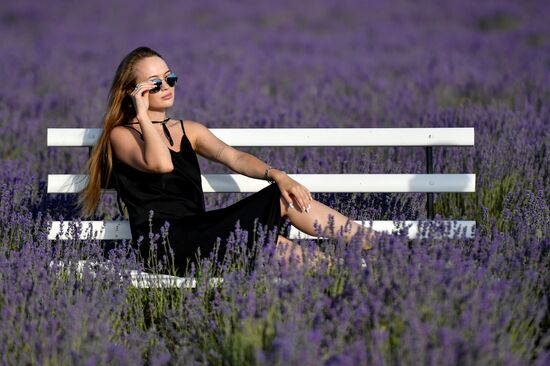 Russia Environment Lavender Fields