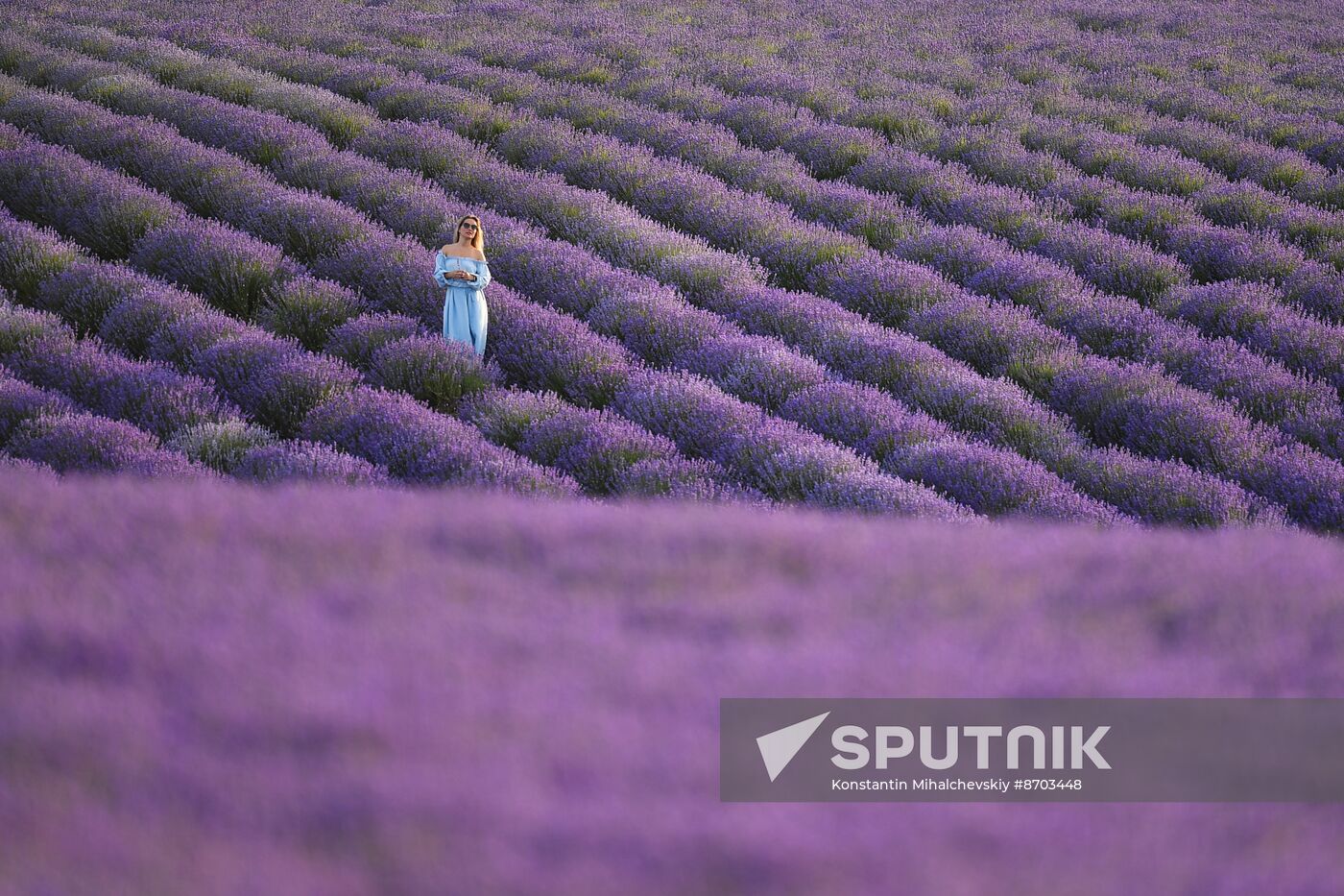 Russia Environment Lavender Fields