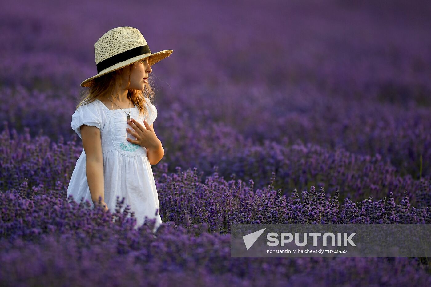 Russia Environment Lavender Fields