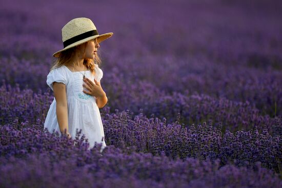 Russia Environment Lavender Fields