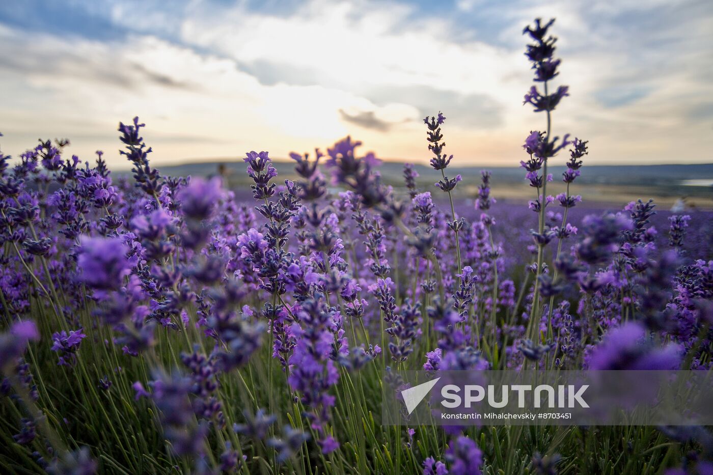 Russia Environment Lavender Fields