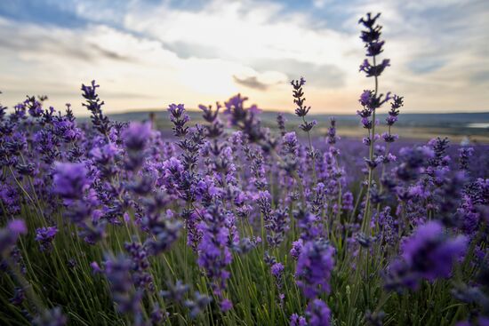 Russia Environment Lavender Fields