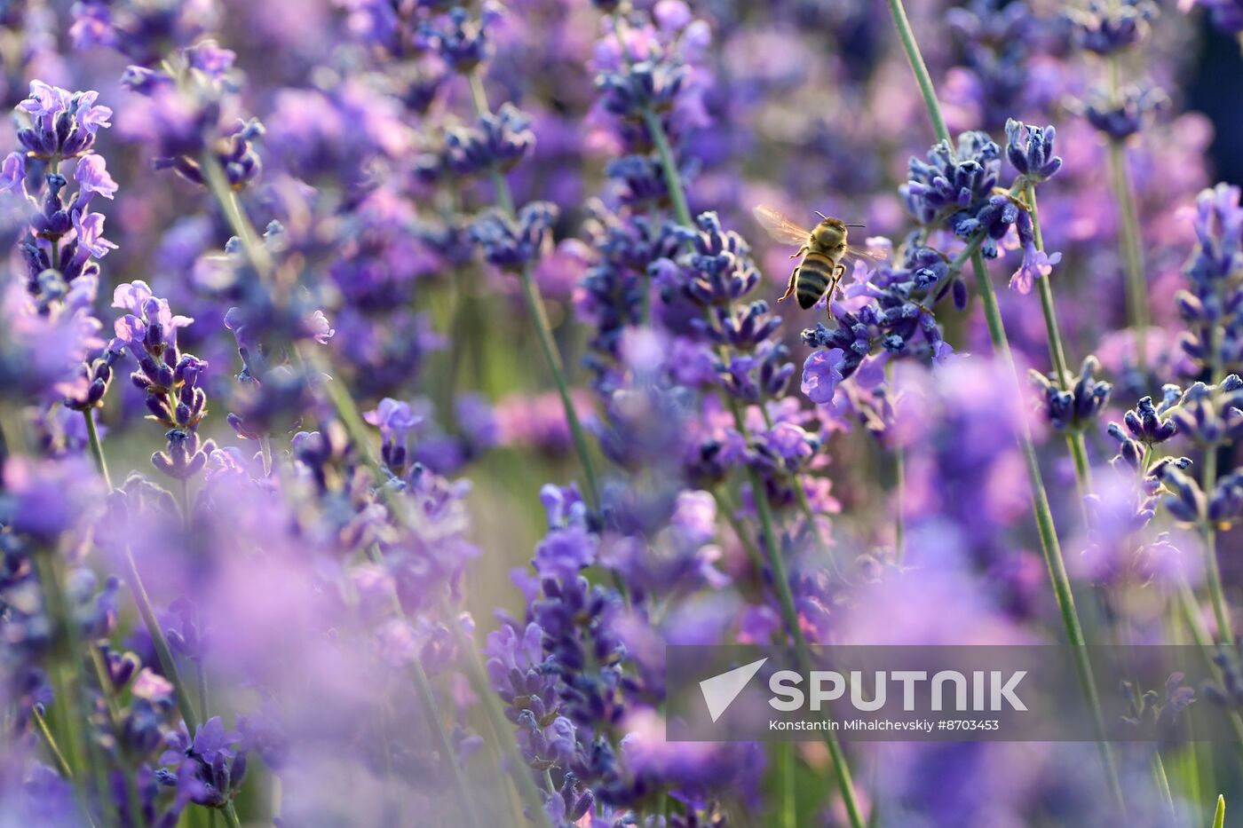 Russia Environment Lavender Fields