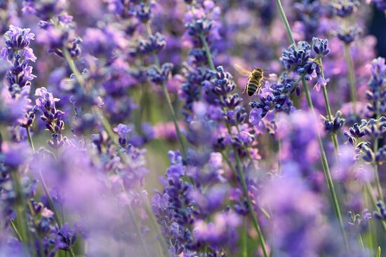 Russia Environment Lavender Fields