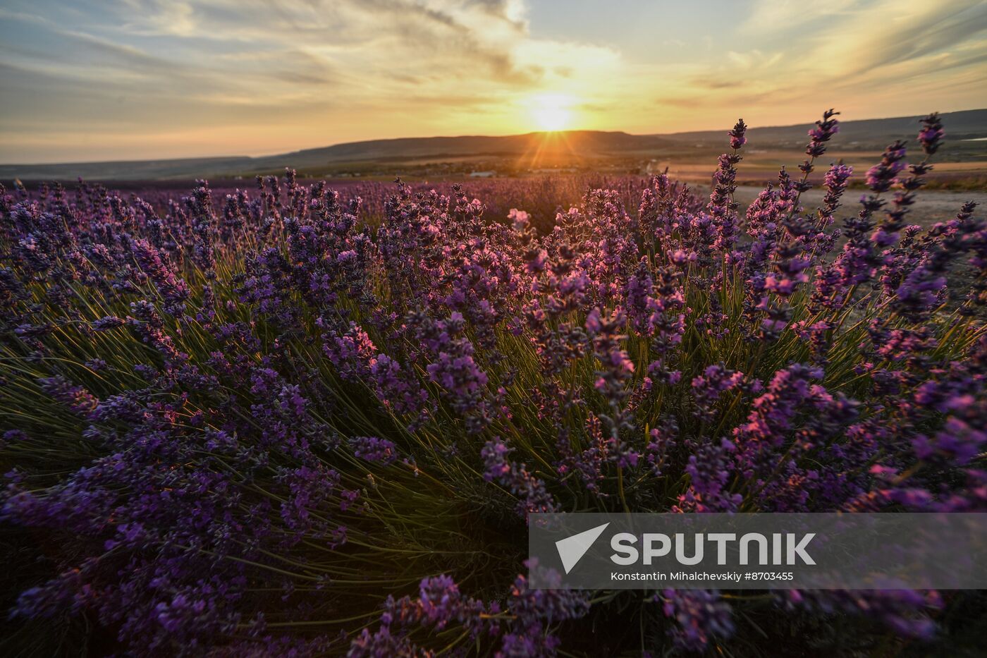 Russia Environment Lavender Fields