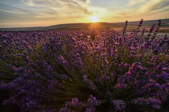 Russia Environment Lavender Fields