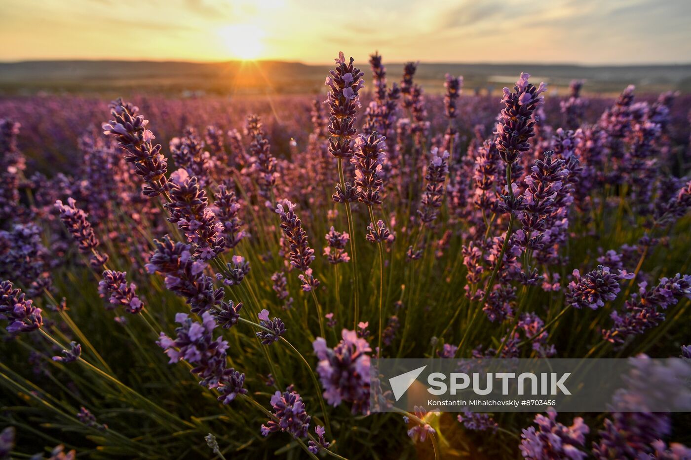 Russia Environment Lavender Fields