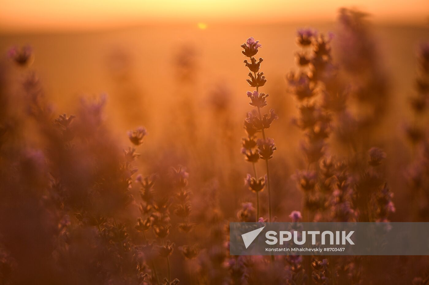 Russia Environment Lavender Fields