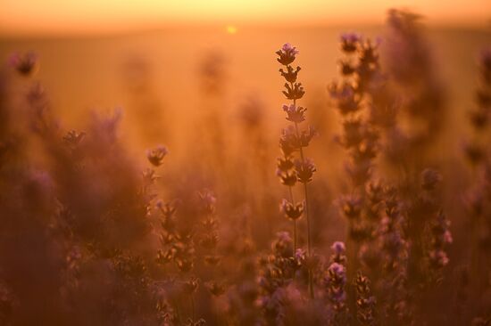 Russia Environment Lavender Fields