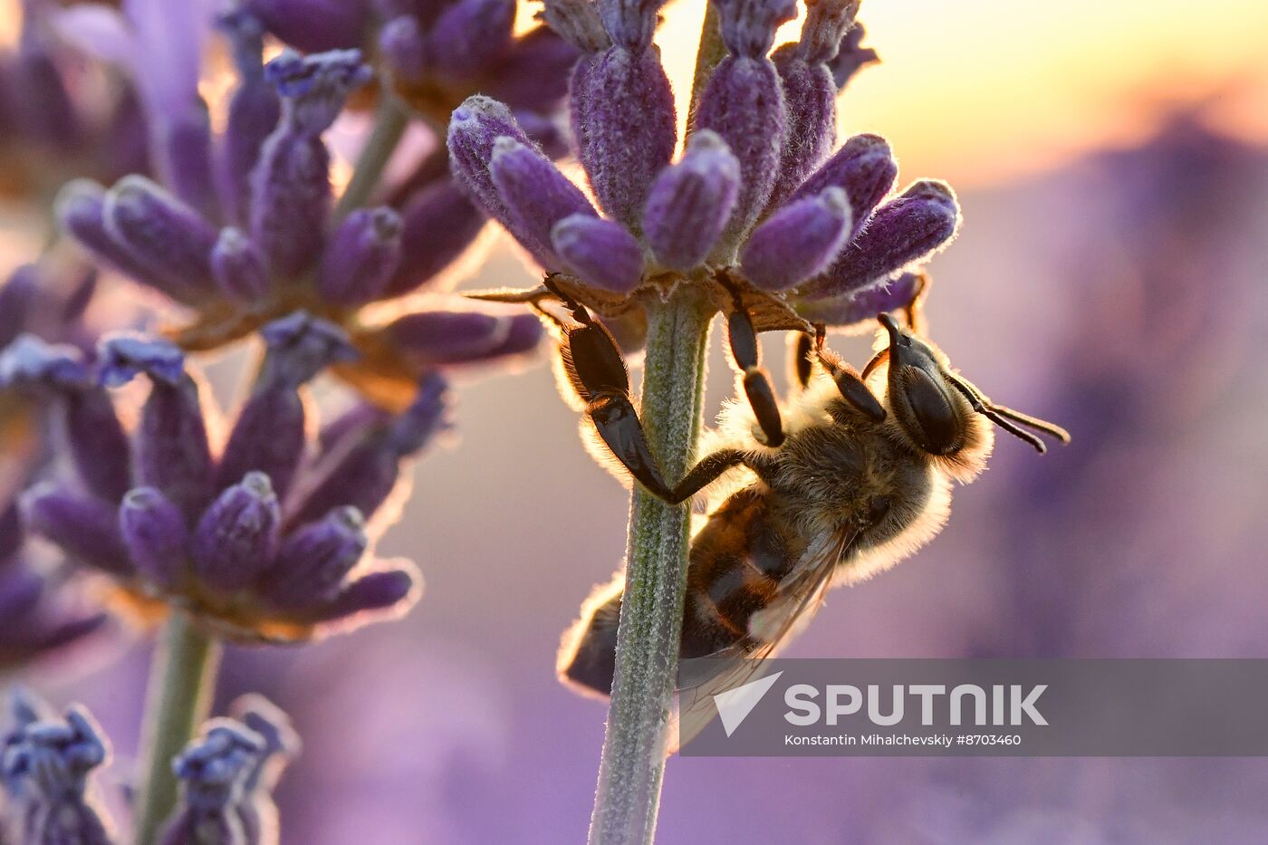 Russia Environment Lavender Fields