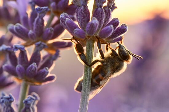 Russia Environment Lavender Fields