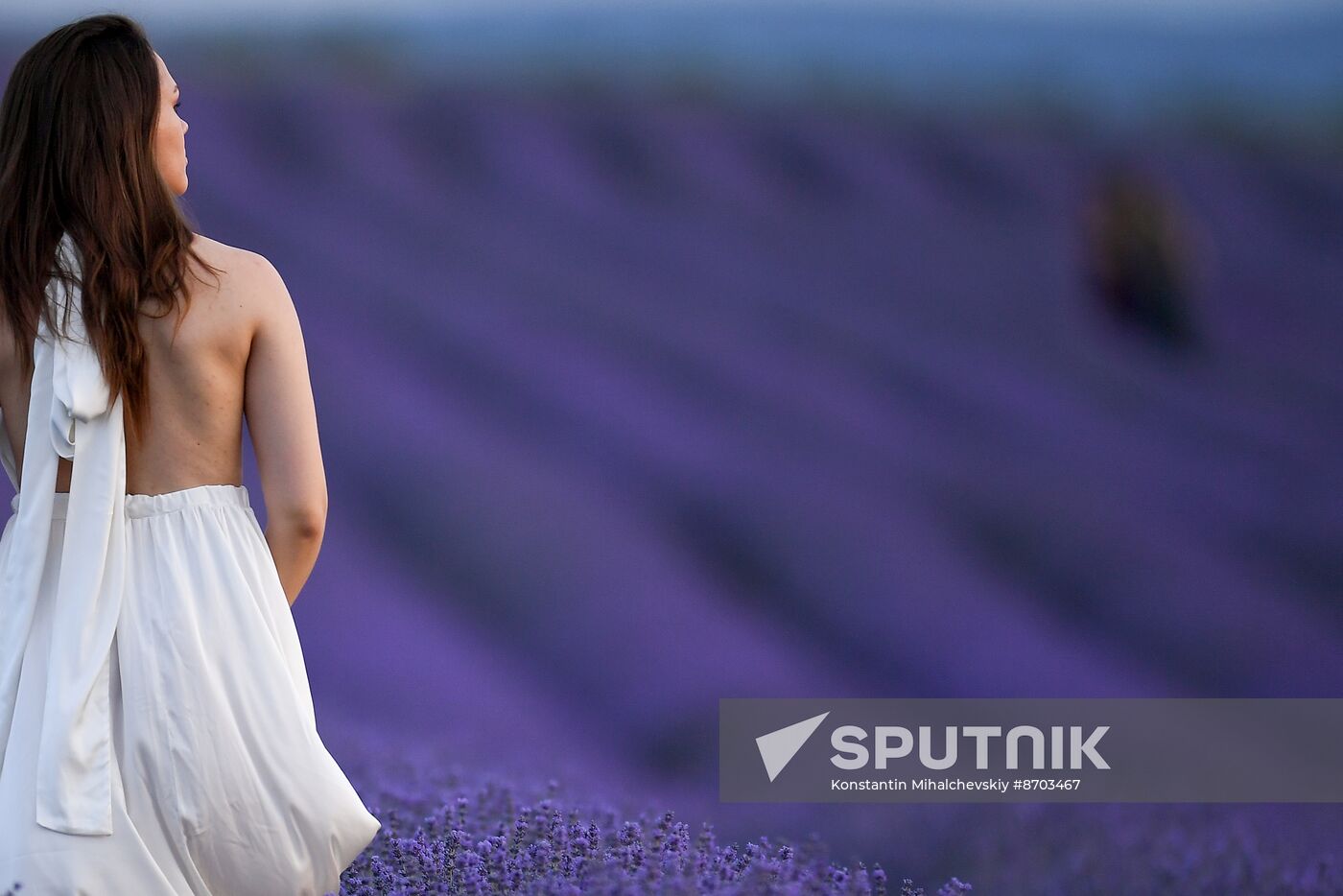 Russia Environment Lavender Fields