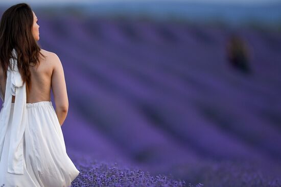Russia Environment Lavender Fields