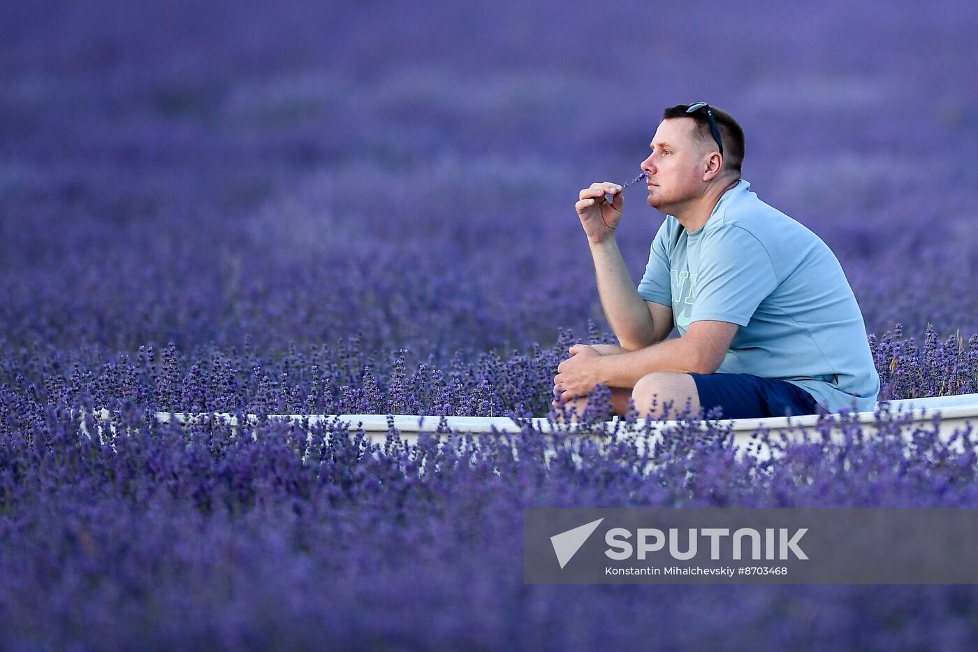 Russia Environment Lavender Fields