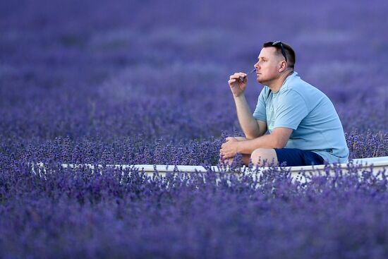 Russia Environment Lavender Fields