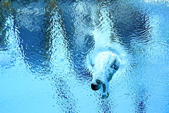 Russia BRICS Sports Games Diving Preliminary Heats