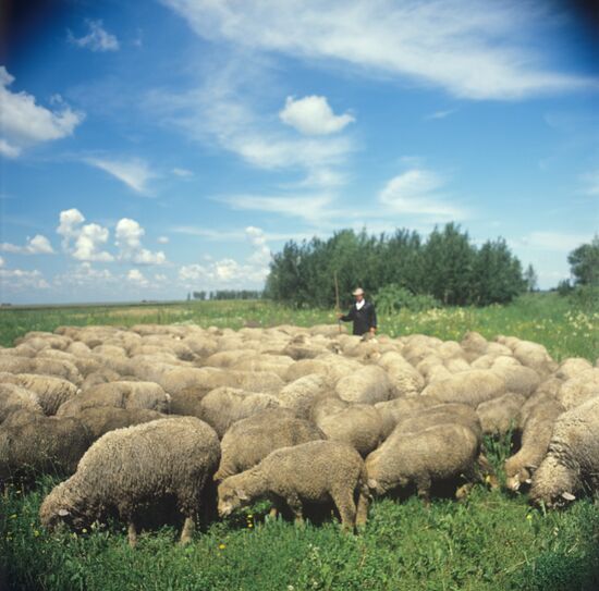 Moskalensky State Pedigree Livestock Breeding Plant