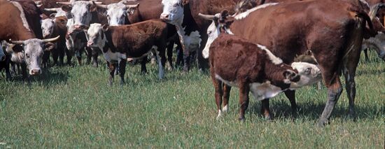 Moskalensky State Pedigree Livestock Breeding Plant