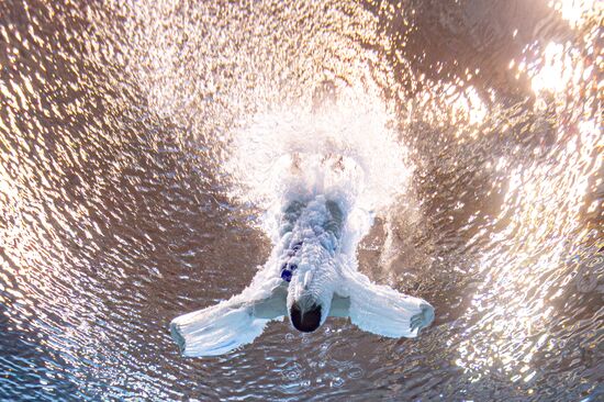 Russia BRICS Sports Diving Springboard 3m Women