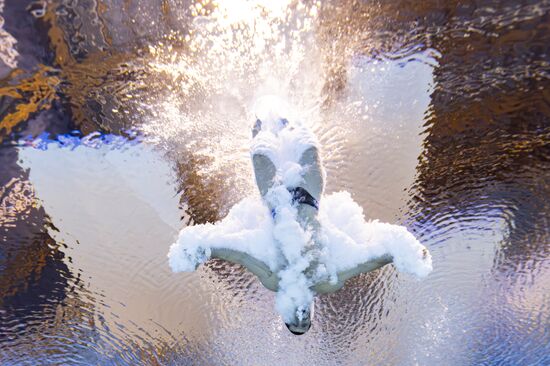 Russia BRICS Sports Diving Tower 10m Men