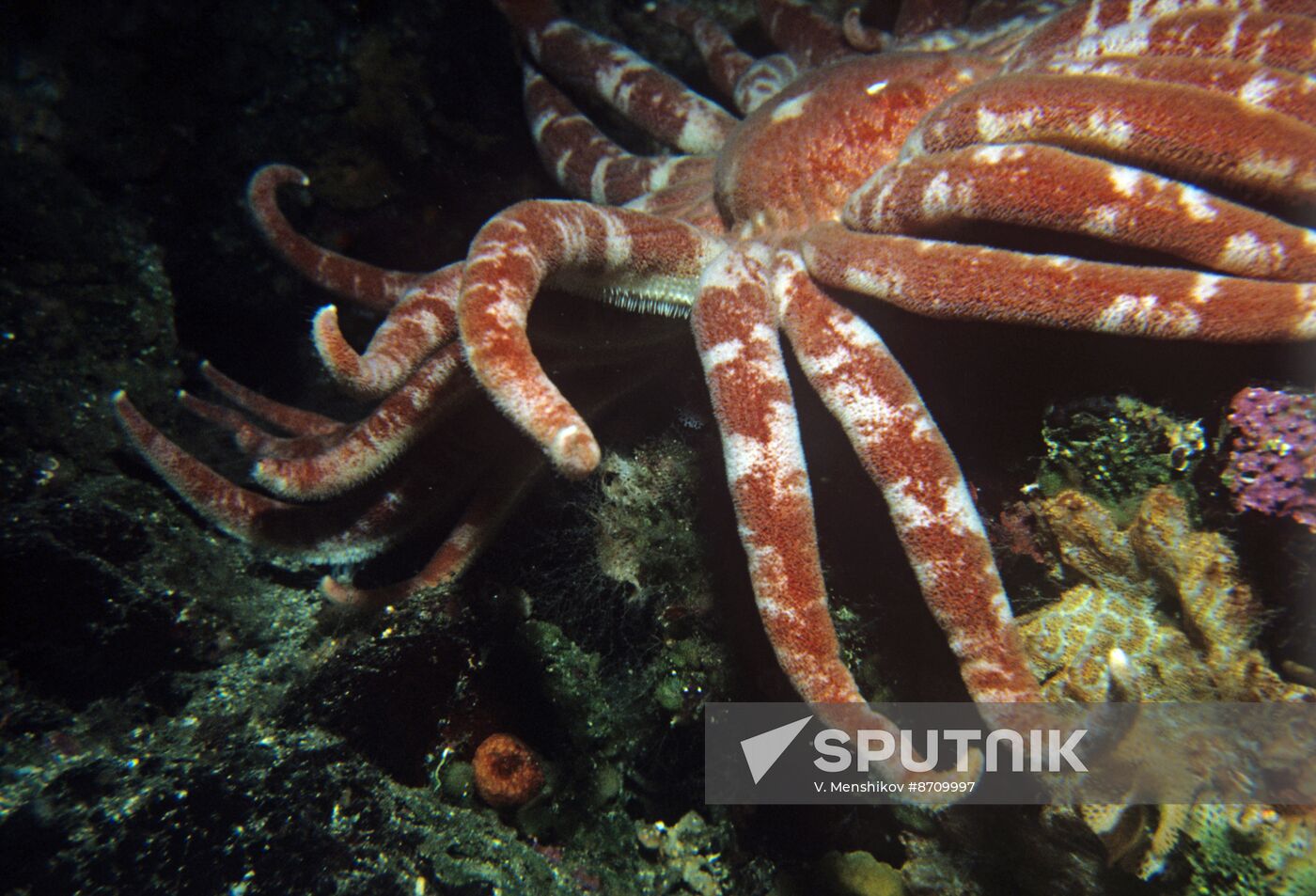 Flora and fauna of Far Eastern seas