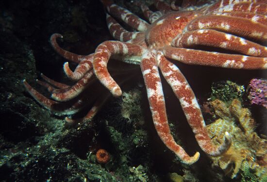 Flora and fauna of Far Eastern seas