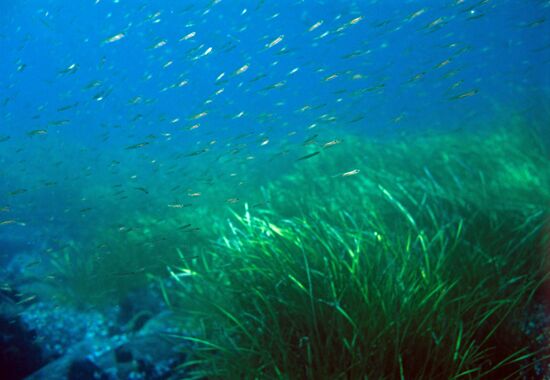Flora and fauna of Far Eastern seas