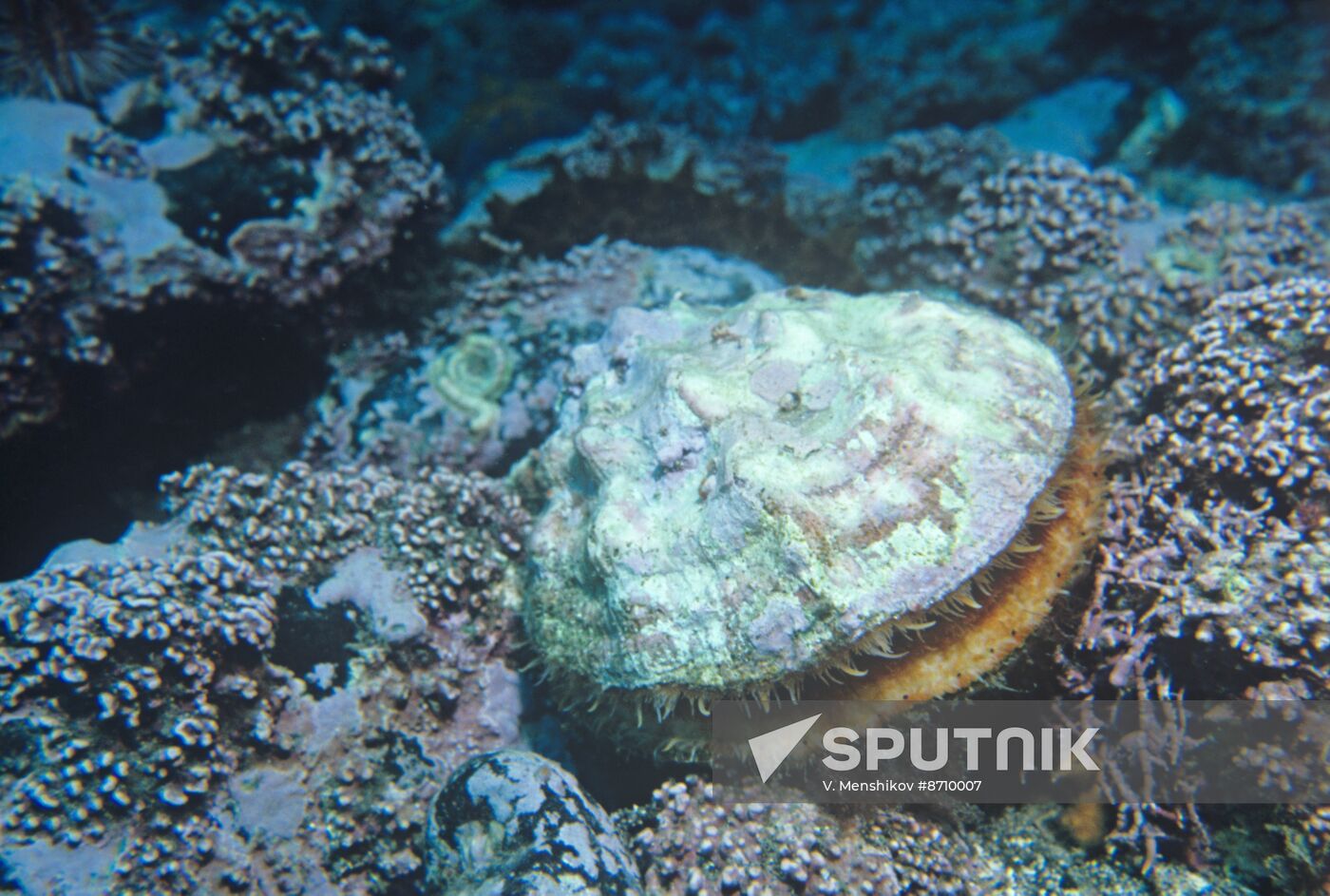 Flora and fauna of Far Eastern seas