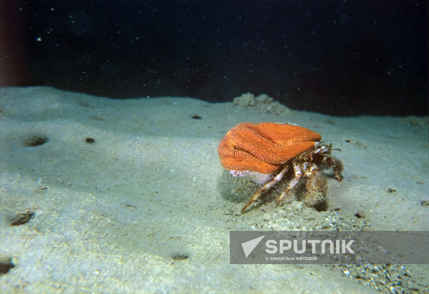 Flora and fauna of Far Eastern seas