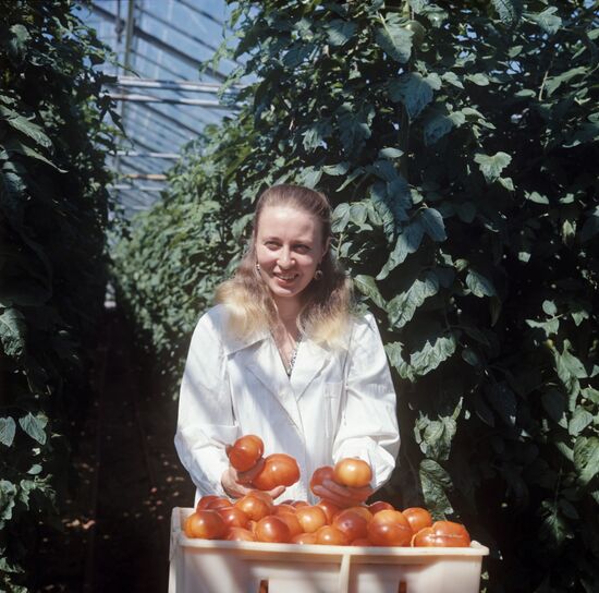 Moskovsky greenhouse state farm