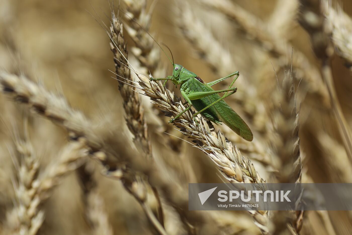 Russia Agriculture Winter Wheat Harvesting