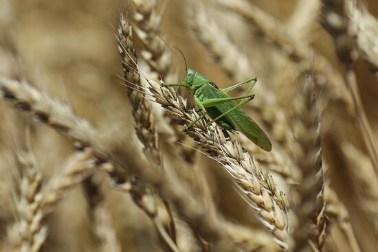 Russia Agriculture Winter Wheat Harvesting