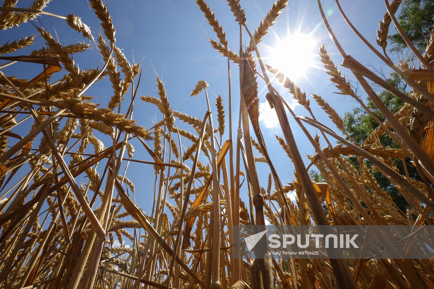 Russia Agriculture Winter Wheat Harvesting