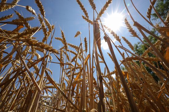 Russia Agriculture Winter Wheat Harvesting