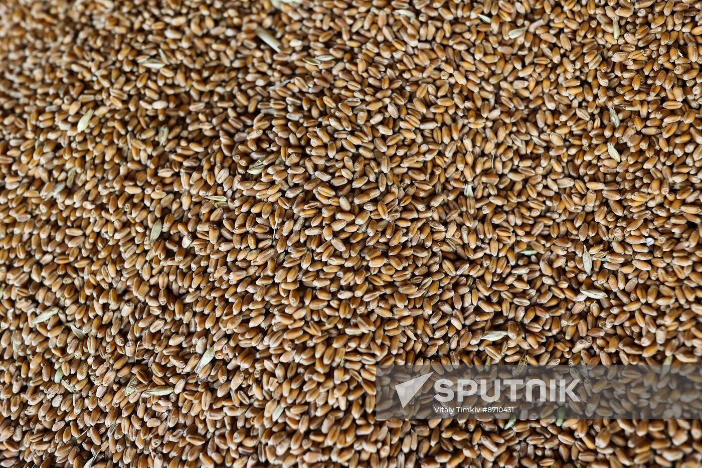 Russia Agriculture Winter Wheat Harvesting