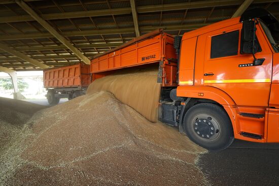 Russia Agriculture Winter Wheat Harvesting