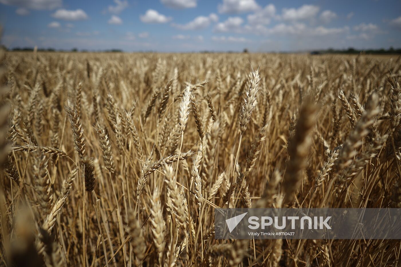 Russia Agriculture Winter Wheat Harvesting