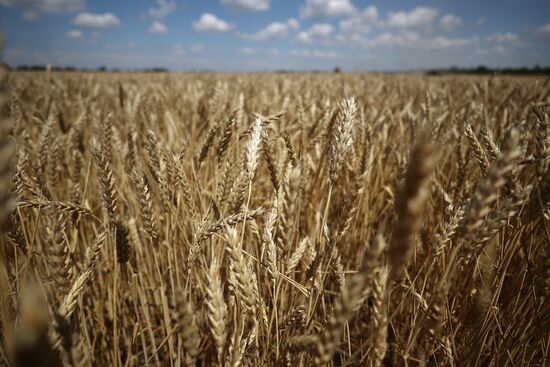 Russia Agriculture Winter Wheat Harvesting